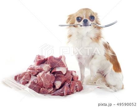 hungry chihuahua hungry chihuahua 49590052