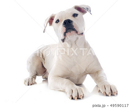 puppy american bulldog 49590117
