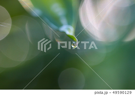 水滴　葉っぱと水滴　キラキラ輝く水滴 49590129