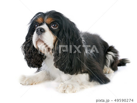 cavalier king charles 49590274