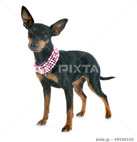 miniature pinscher 49590330