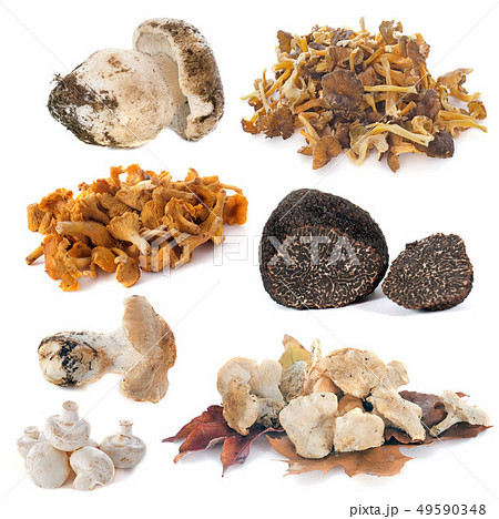 group of mushrooms 49590348