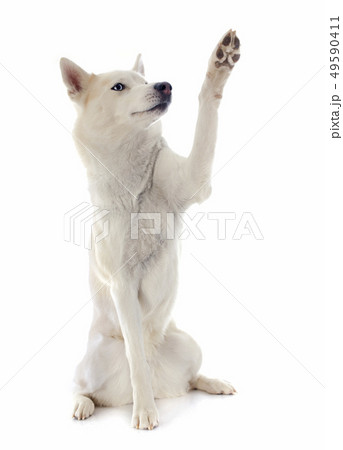 siberian husky 49590411