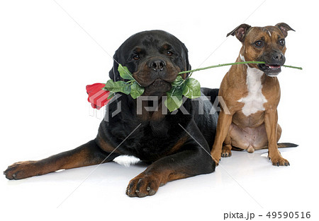stafforshire bull terrier and rottweiler 49590516