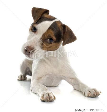 jack russel terrier 49590530