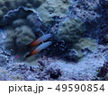 ハタタテハゼのペア  Pair of Fire gody   49590854