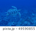 優雅に泳ぐアオウミガメ  An elegantly swimming green turtle 49590855