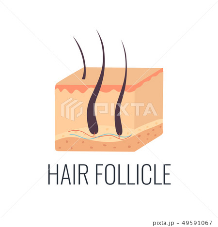 Hair follicle illustration. Skin structure Hair follicle illustration. Skin structure 49591067