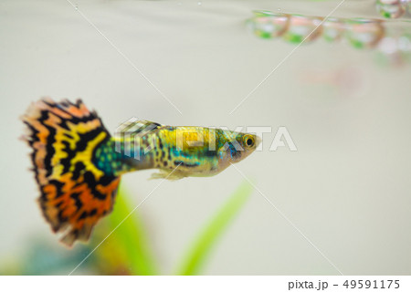 Little fish in fish tank or aquarium, gold fish, Little fish in fish tank or aquarium, gold fish, 49591175