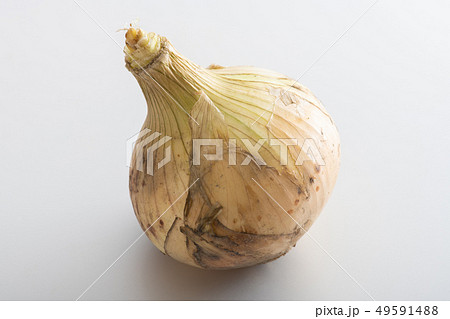 新玉ねぎ　新たまねぎ　春野菜 49591488