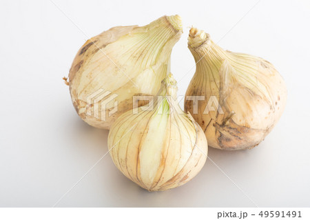 新玉ねぎ　新たまねぎ　春野菜 49591491