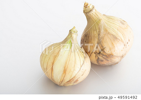 新玉ねぎ　新たまねぎ　春野菜 49591492