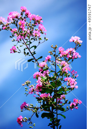 サルスベリ ピンク色の花 サルスベリ ピンク色の花 49591747
