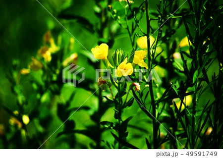 野草 マツヨイグサの花 野草 マツヨイグサの花 49591749