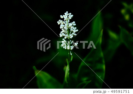 野草　ヤブミョウガの白い花 49591751