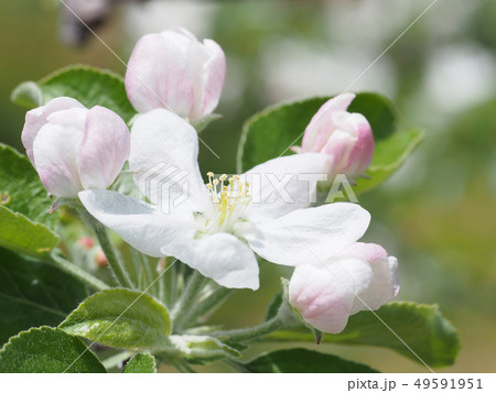 リンゴの花 リンゴの花 49591951