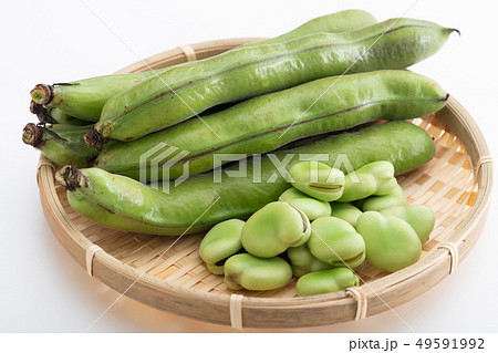 そら豆 ソラマメ 春野菜 そら豆 ソラマメ 春野菜 49591992