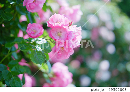 ピンクの薔薇 49592003