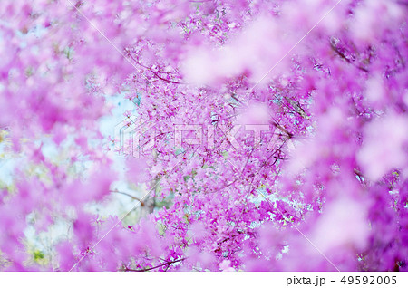 紫つつじ 49592005