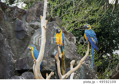 ルリコンゴウインコ(伊豆シャボテン動物公園) ルリコンゴウインコ(伊豆シャボテン動物公園) 49592109