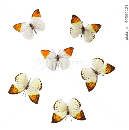 Set of Hebomoia butterflies 49592121