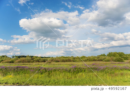 Beautiful summer landscape 49592167