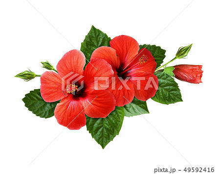 Red hibiscus flowers in a tropical arrangement 49592416
