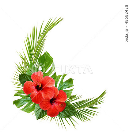 Hibiscus flower and palm leaves in corner tropical Hibiscus flower and palm leaves in corner tropical 49592428