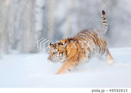 Amur tiger running in the snow 49592615