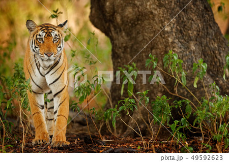 Big cat, endangered animal hidden in forest 49592623