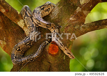Snake on the tree trunk. Boa constrictor snake 49592626