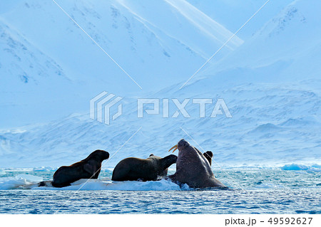 Family on cold ice. Walrus, Odobenus rosmarus 49592627