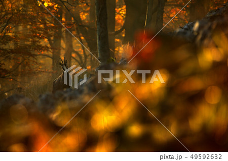 Autumn forest with Chamois, on the hill Autumn forest with Chamois, on the hill 49592632