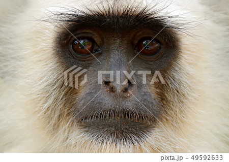 Detail portrait of Common Langur Detail portrait of Common Langur 49592633