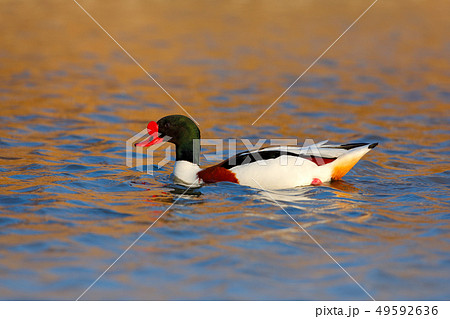 Common Shelduck in beautiful evening light 49592636