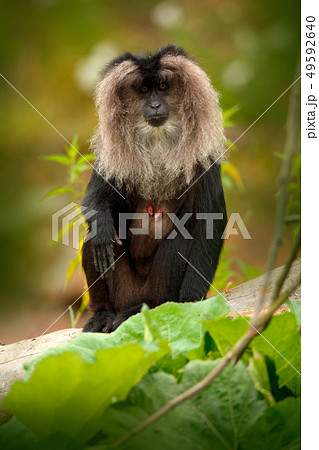 Monkey Lion-tailed Macaque, Macaca silenus Monkey Lion-tailed Macaque, Macaca silenus 49592640