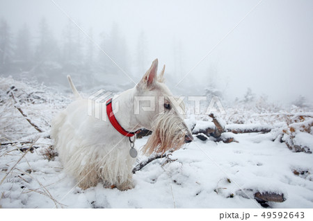 White wheaten Scottish terrier, on the snow White wheaten Scottish terrier, on the snow 49592643