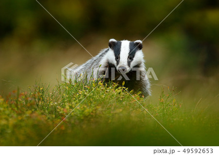 Badger in forest, animal in nature habitat 49592653