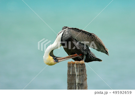 Brown Pelican, perching by the ocean Brown Pelican, perching by the ocean 49592659