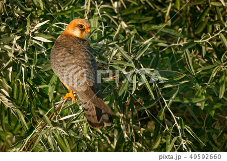 Red-footed Falcon, Falco vespertinus Red-footed Falcon, Falco vespertinus 49592660