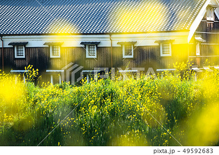 京都市伏見区の春菜の花の咲く酒蔵を撮影したもの 49592683