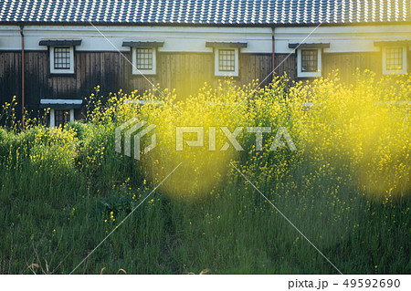 京都市伏見区の春菜の花の咲く酒蔵を撮影したもの 49592690