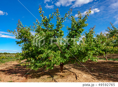 Apricot tree field against deep blue sky 49592765