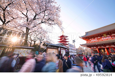 日本の東京都市景観　太陽光と満開の桜で賑わう浅草寺 49592814