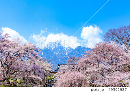 甲斐駒ケ岳　山高神代桜　神代桜　桜　日本三大桜 49592927