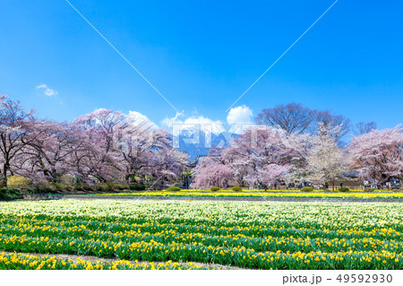 山高神代桜 甲斐駒ケ岳 神代桜 桜 日本三大桜 水仙 山高神代桜 甲斐駒ケ岳 神代桜 桜 日本三大桜 水仙 49592930