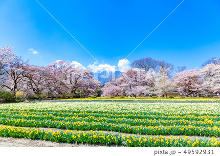 山高神代桜 甲斐駒ケ岳 神代桜 桜 日本三大桜 水仙 山高神代桜 甲斐駒ケ岳 神代桜 桜 日本三大桜 水仙 49592931