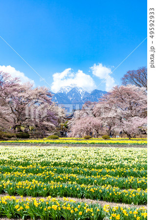 山高神代桜 甲斐駒ケ岳 神代桜 桜 日本三大桜 水仙 山高神代桜 甲斐駒ケ岳 神代桜 桜 日本三大桜 水仙 49592933