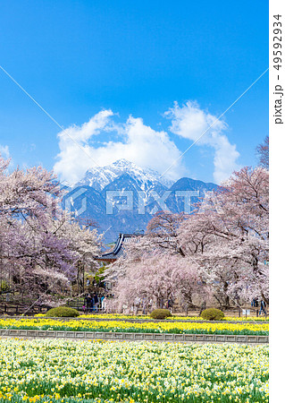 山高神代桜 甲斐駒ケ岳 神代桜 桜 日本三大桜 水仙 山高神代桜 甲斐駒ケ岳 神代桜 桜 日本三大桜 水仙 49592934