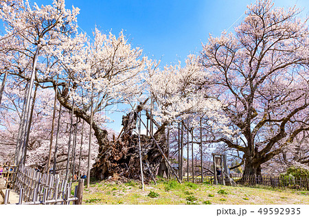 山高神代桜 神代桜 桜 日本三大桜 実相寺 山高神代桜 神代桜 桜 日本三大桜 実相寺 49592935